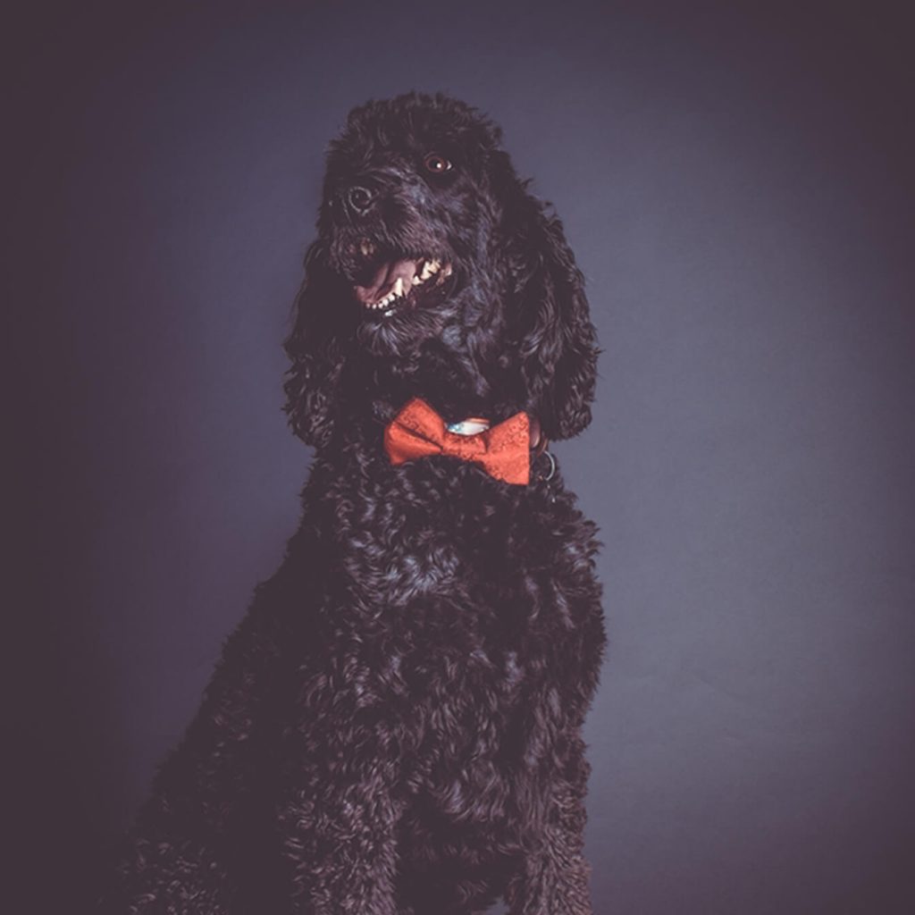 Braintrust Team Member Georgie Golden Doodle