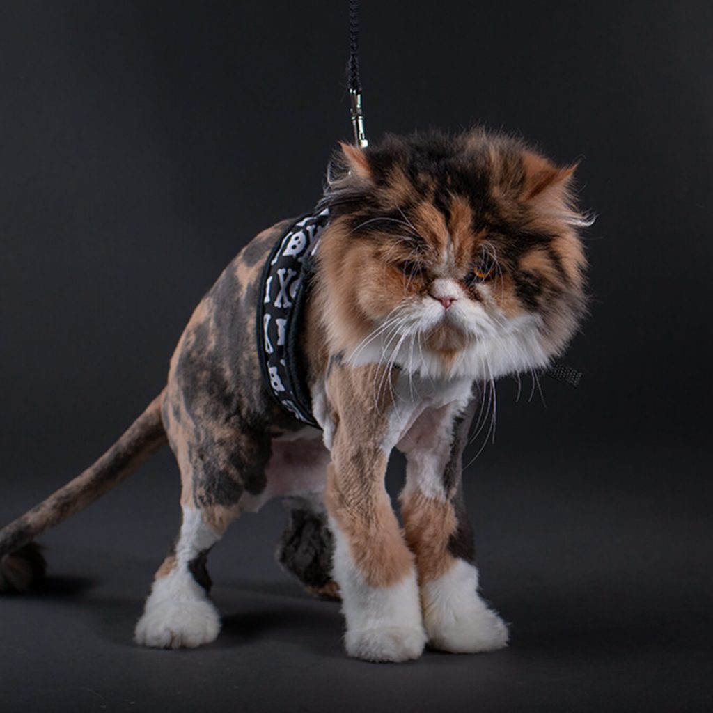 Braintrust Team Member Gylfie Mythical Creature of Westeros